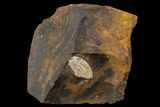 Unidentified Fossil Seed From North Dakota - Paleocene #96884-1